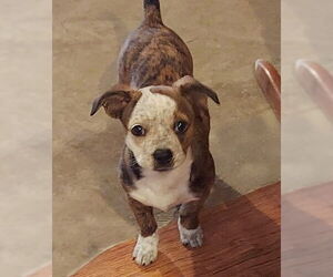 Boston Terrier-Unknown Mix Dogs for adoption in Genesee, WI, USA