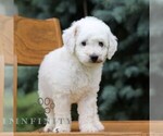Small #3 Goldendoodle (Miniature)
