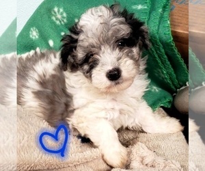 Poovanese Puppy for sale in LEBANON, OR, USA