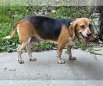 Small #11 Beagle