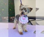 Small Photo #4 Maltese-Unknown Mix Puppy For Sale in St. Louis Park, MN, USA