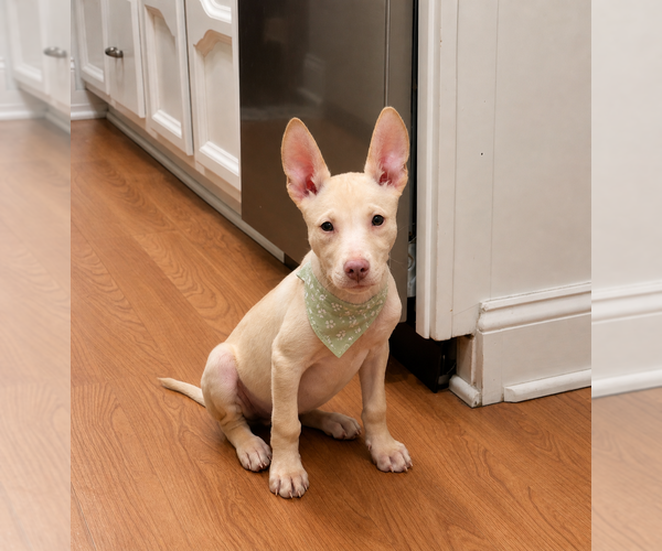 Medium Photo #3 Siberian Husky-Unknown Mix Puppy For Sale in Springdale, PA, USA