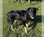 Small #1 Australian Shepherd Mix