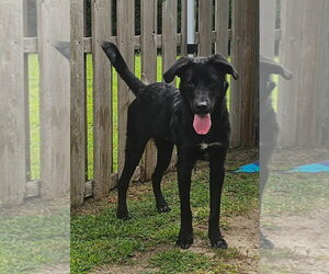Retriever -Unknown Mix Dogs for adoption in Spring Lake, NJ, USA