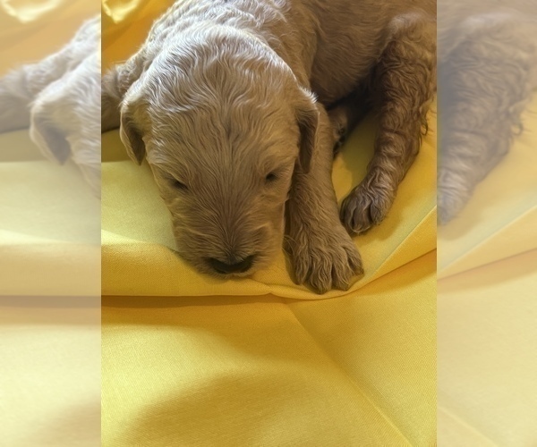 Medium Photo #14 Goldendoodle-Poodle (Standard) Mix Puppy For Sale in GREENVILLE, SC, USA