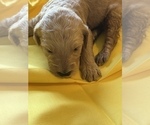 Small Photo #14 Goldendoodle-Poodle (Standard) Mix Puppy For Sale in GREENVILLE, SC, USA
