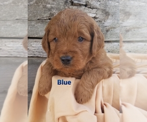 Golden Retriever-Goldendoodle Mix Puppy for sale in GRIDLEY, KS, USA