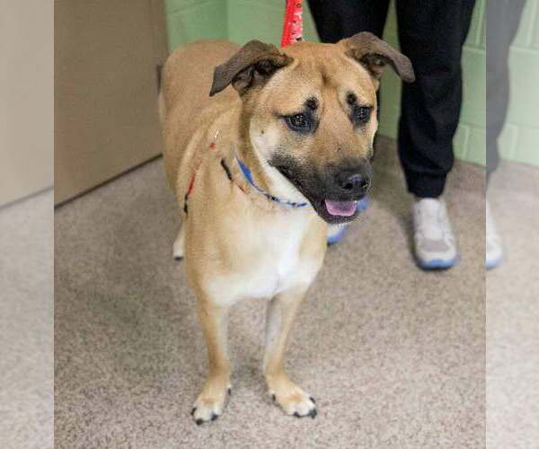 Medium Photo #5 Mutt Puppy For Sale in Kennesaw, GA, USA
