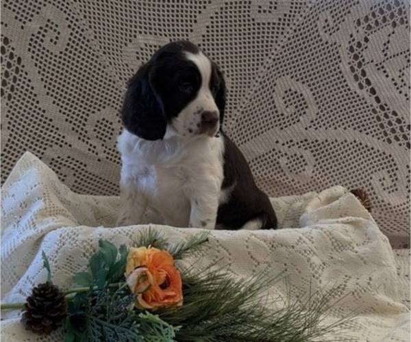 Medium Photo #4 English Springer Spaniel Puppy For Sale in OWEN, WI, USA