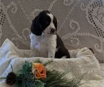 Small #3 English Springer Spaniel