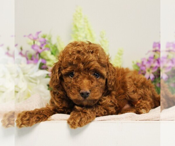Medium Photo #3 Poodle (Toy) Puppy For Sale in COATESVILLE, PA, USA