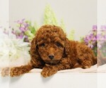 Small #2 Poodle (Toy)