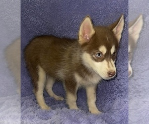 Siberian Husky Puppy for sale in SANDY HOOK, KY, USA