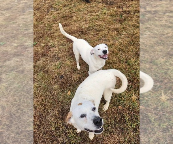Medium Photo #3 Labrador Retriever Puppy For Sale in garner, NC, USA
