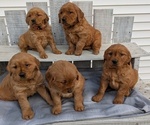 Small #5 Golden Retriever
