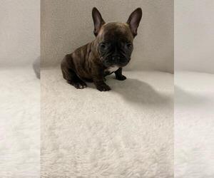 French Bulldog Puppy for sale in CHARLESTON, SC, USA