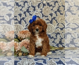 Cavapoo Puppy for sale in NEW PROVIDENCE, PA, USA