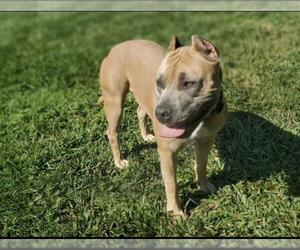 American Pit Bull Terrier Dogs for adoption in Placerville, CA, USA