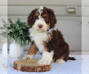 Bernedoodle (Miniature) Puppy for sale in NARVON, PA, USA