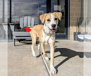 Catahoula Leopard Dog-Unknown Mix Dogs for adoption in Denver, CO, USA