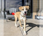 SUZIE - Female Catahoula Leopard Dog-Unknown Mix Dog for Adoption - Small photo