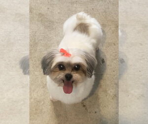 Krumpus & Mona - Female Maltese-Unknown Mix Dog for Adoption - Photo #7