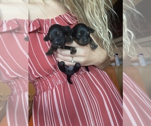 Dachshund-YorkiePoo Mix Puppy for sale in MARCY, NY, USA