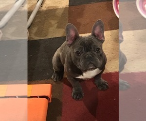 French Bulldog Puppy for sale in WATERBURY, CT, USA