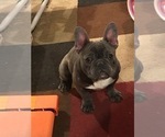 Small Photo #1 French Bulldog Puppy For Sale in WATERBURY, CT, USA
