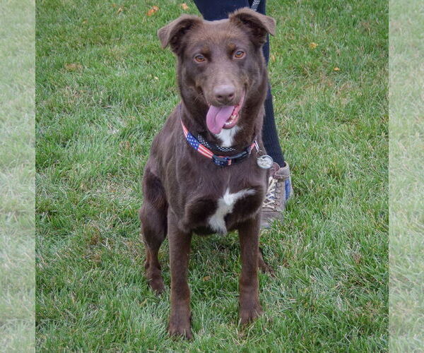 Medium Photo #4 Chocolate Labrador retriever-Colonial Cocker Spaniel Mix Puppy For Sale in Huntley, IL, USA