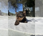 Small Photo #4 Yorkshire Terrier Puppy For Sale in MADERA, CA, USA