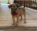 Small #4 Border Terrier Mix