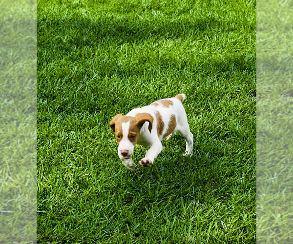Medium Photo #3 Brittany Puppy For Sale in ORRUM, NC, USA