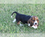 Small Photo #21 Basset Hound Puppy For Sale in MEMPHIS, MO, USA
