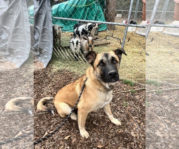 Medium Photo #5 Anatolian Shepherd-Unknown Mix Puppy For Sale in Greenville, SC, USA