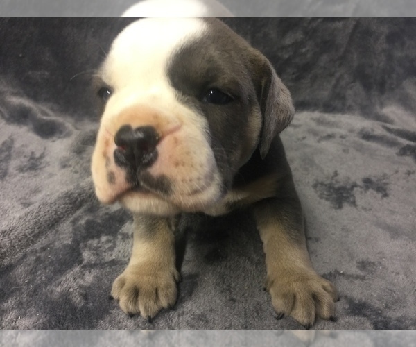 Medium Photo #4 Olde English Bulldogge Puppy For Sale in CHETEK, WI, USA