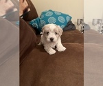 Puppy 1 Maltipoo-Poodle (Toy) Mix