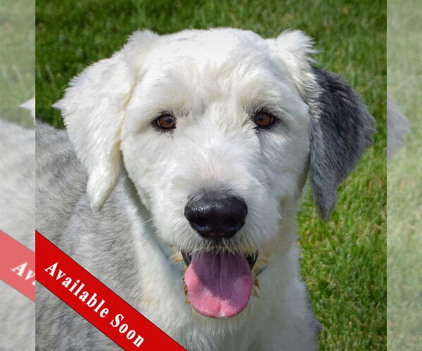 Medium Photo #1 Mutt Puppy For Sale in Huntley, IL, USA