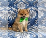 Small Photo #2 Pomeranian Puppy For Sale in OXFORD, PA, USA