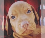 Small Photo #7 Vizsla Puppy For Sale in AGUA DULCE, CA, USA