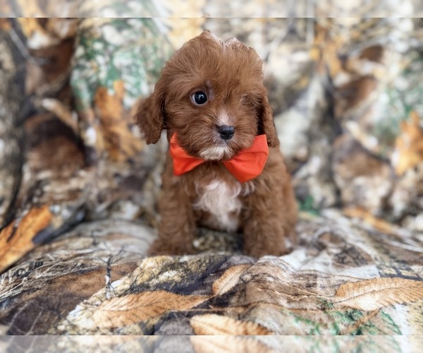 Medium Photo #2 Cavapoo (Miniature) Puppy For Sale in LAKELAND, FL, USA