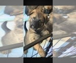 Small Photo #11 Malinois Puppy For Sale in SAN MARCOS, CA, USA