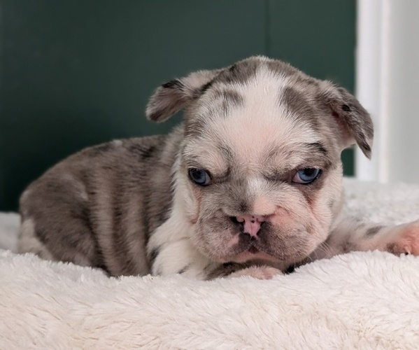 Medium Photo #4 French Bulldog Puppy For Sale in GOSHEN, IN, USA