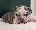 Small #3 French Bulldog