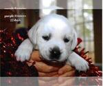 Puppy Frances Labrador Retriever