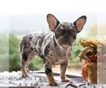 Small #2 French Bulldog