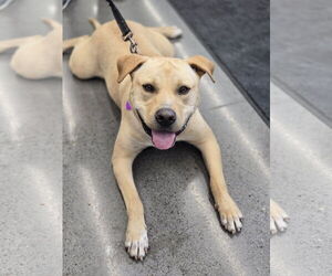 Labrador Retriever-Unknown Mix Dogs for adoption in Minneapolis, MN, USA