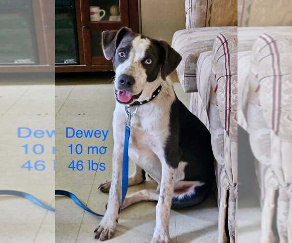 Medium Photo #6 Border Collie-Unknown Mix Puppy For Sale in Wakefield, RI, USA
