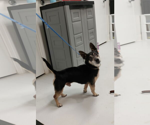 Medium Photo #1 Jack Chi Puppy For Sale in Mt. Gilead, OH, USA
