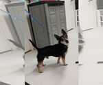 Small Jack Chi